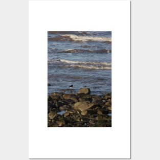 Oyster Catchers Posters and Art